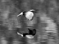 41 - White-winged tern - MABECK CARL - denmark